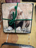 4-Pack of Coasters Lions