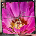 4-Pack of Coasters Cactus Flowers