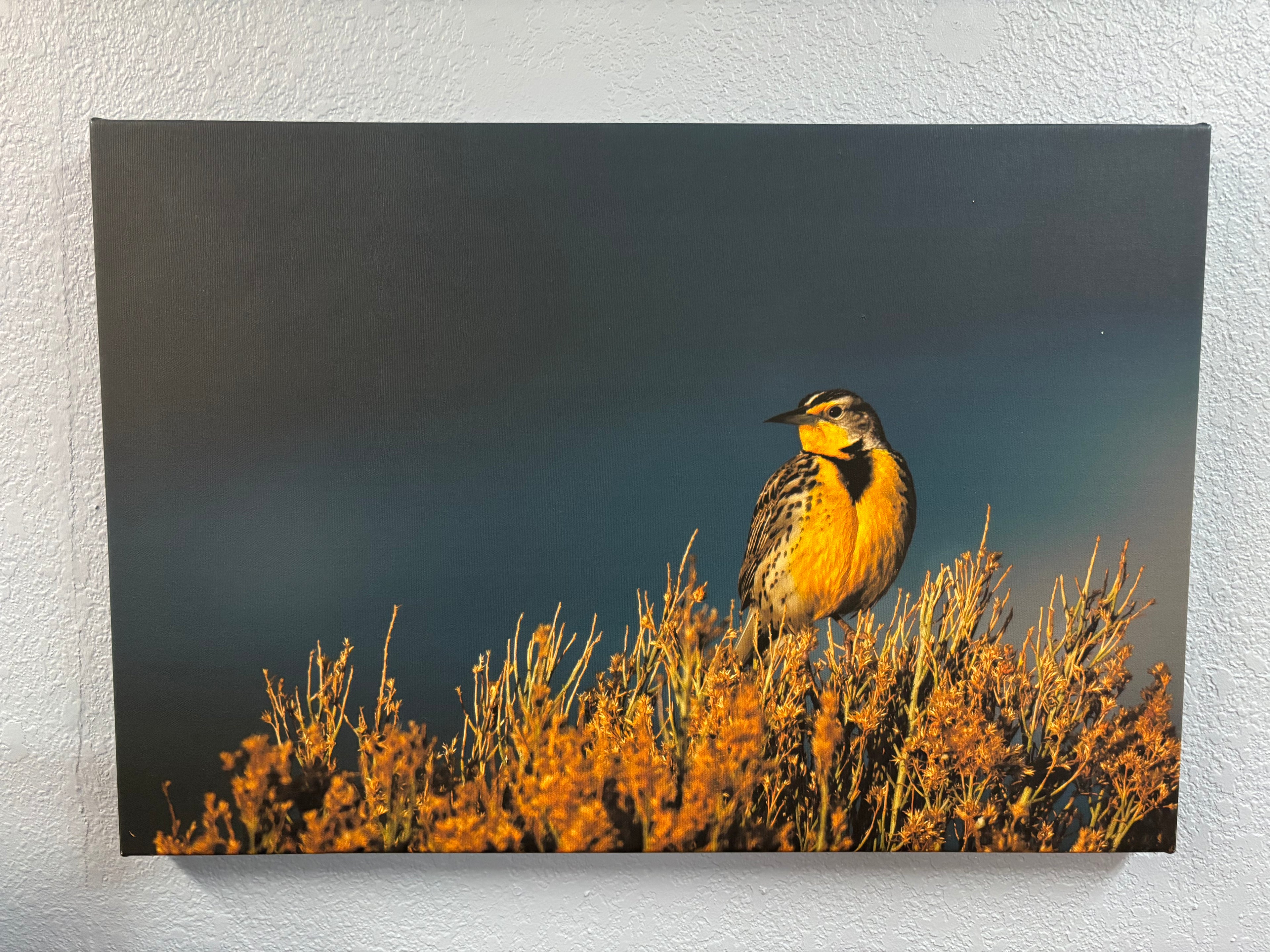 “Meadowlark” Canvas Print