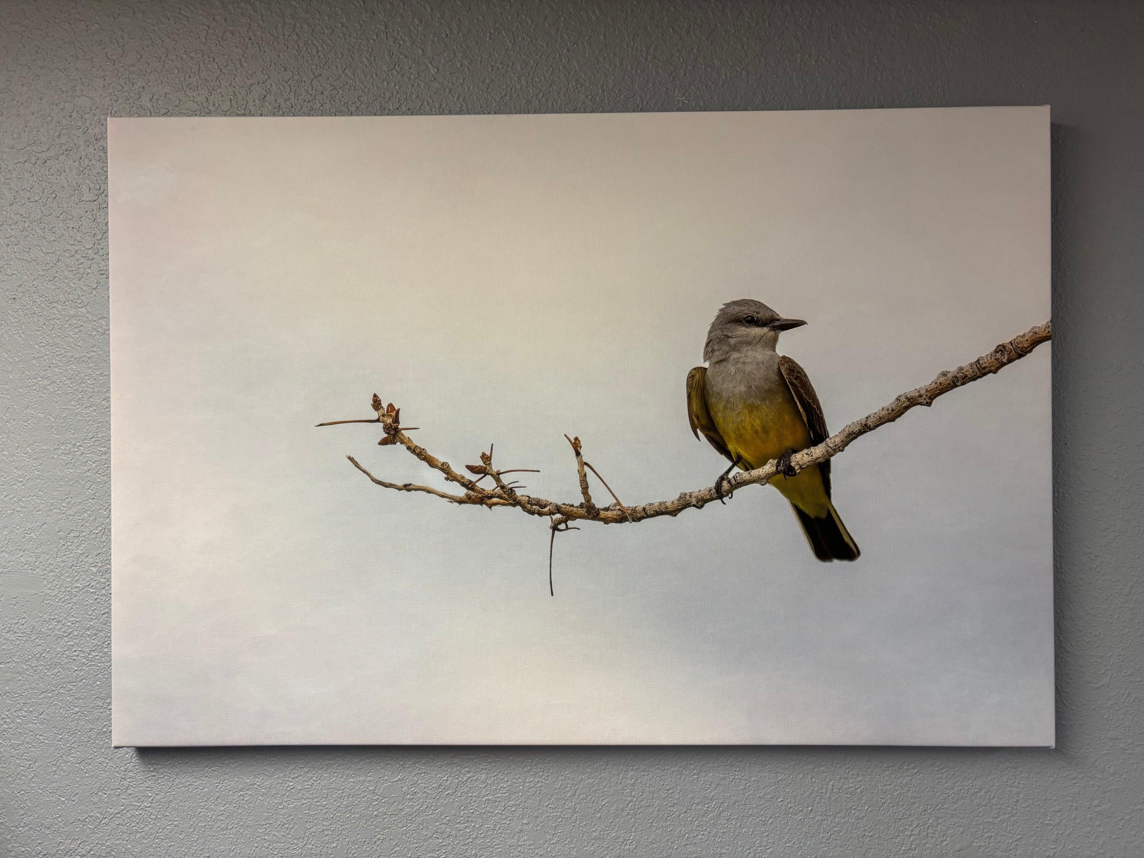 “Kingbird” Canvas Print