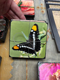 4-Pack of Coasters Butterflies