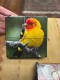4-Pack of Coasters Colorful Birds