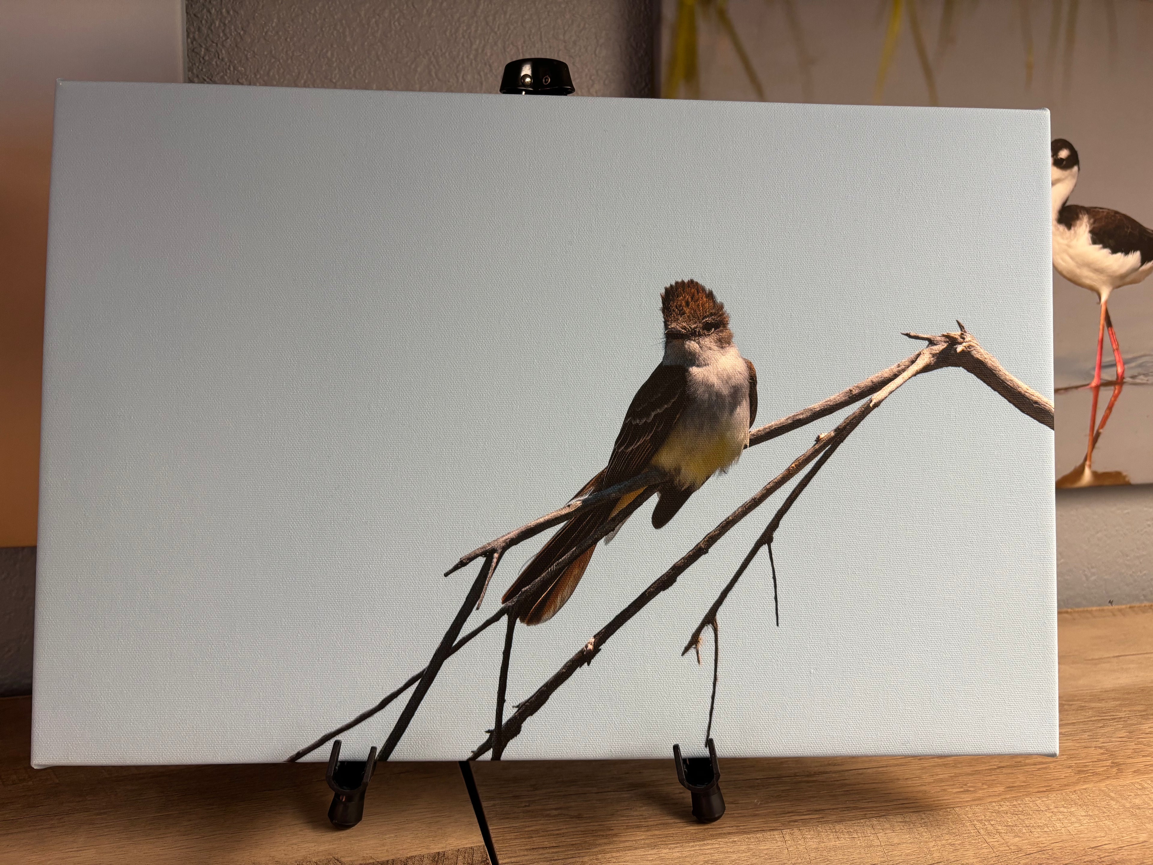 “Ash-Throated Flycatcher” Canvas Print