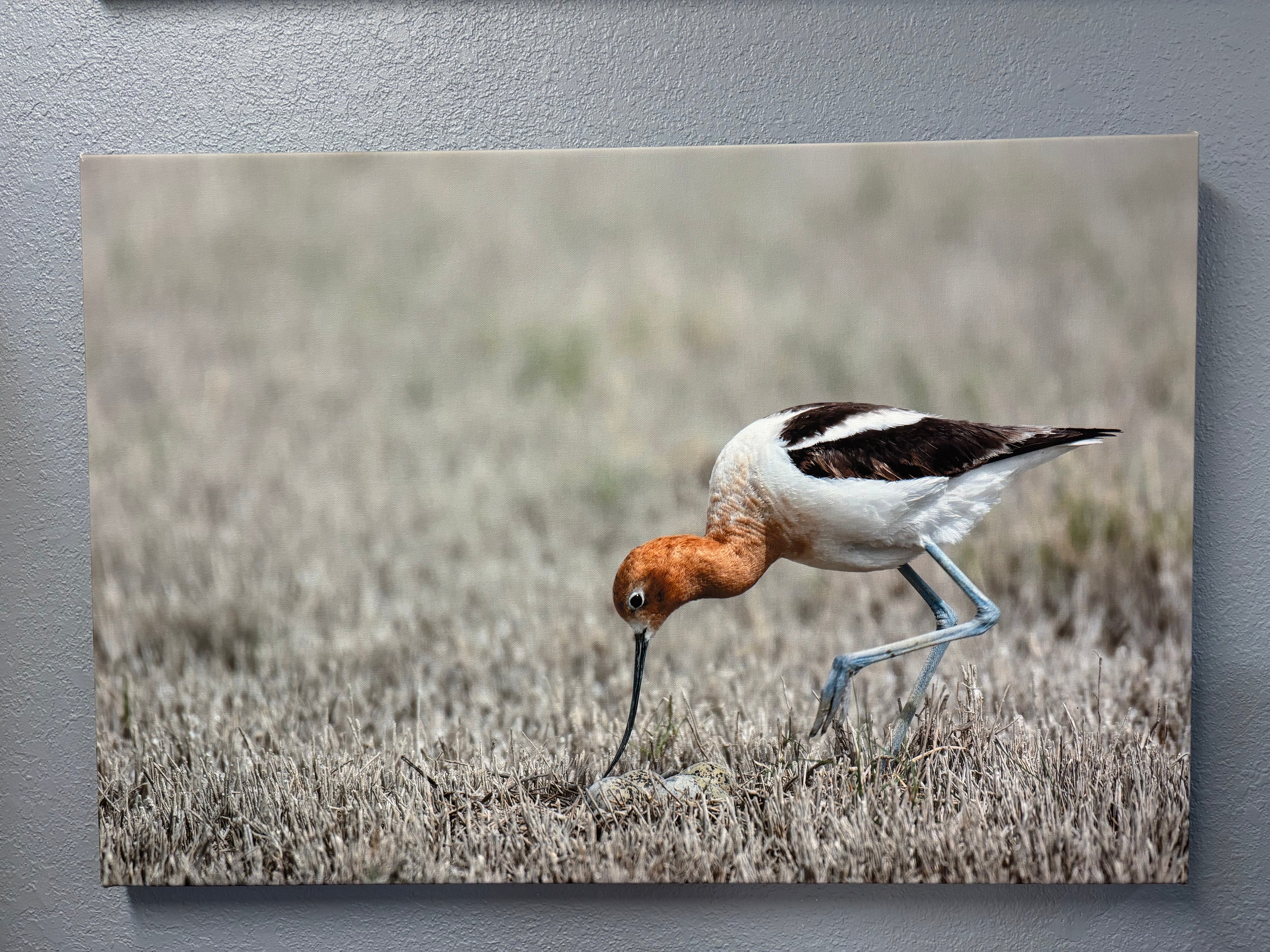 “Avocet” Canvas Print