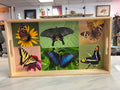Butterfly Photo Tray